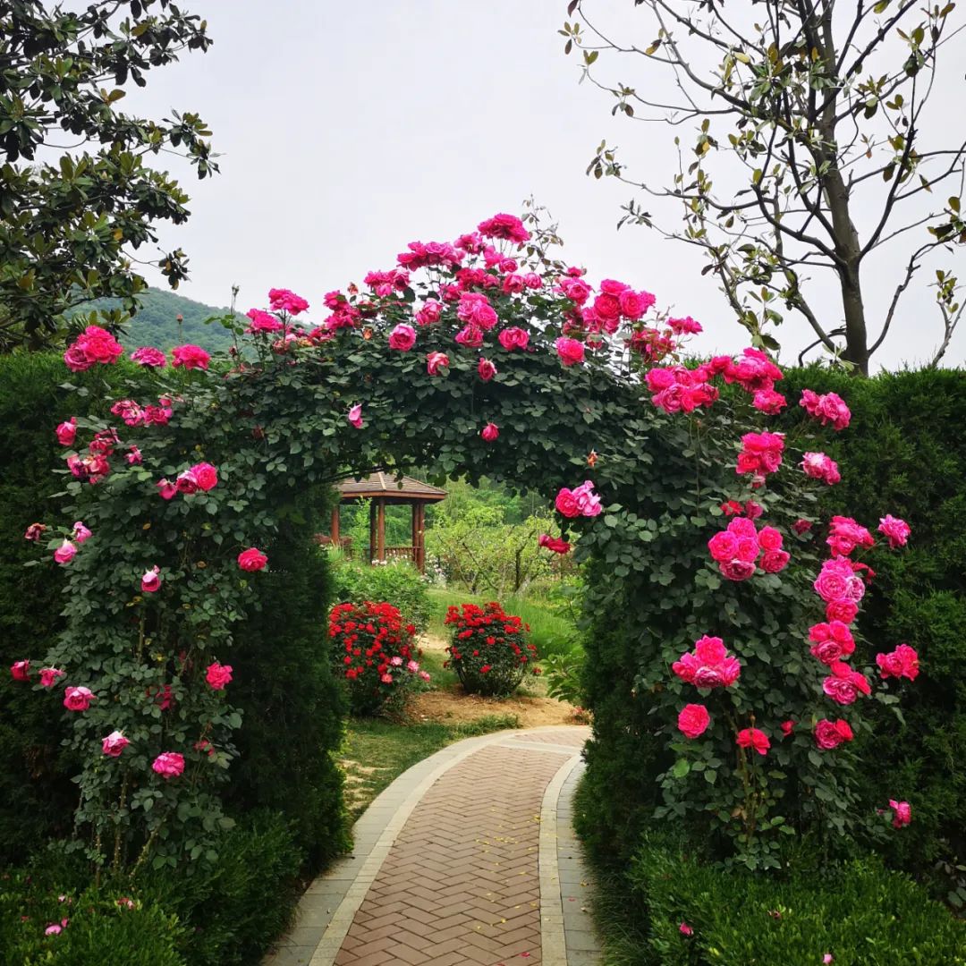 玫瑰园_贵州农业博览园 — 全国研学旅行基地丨国家AAA级景区丨遵义市科普教育基地